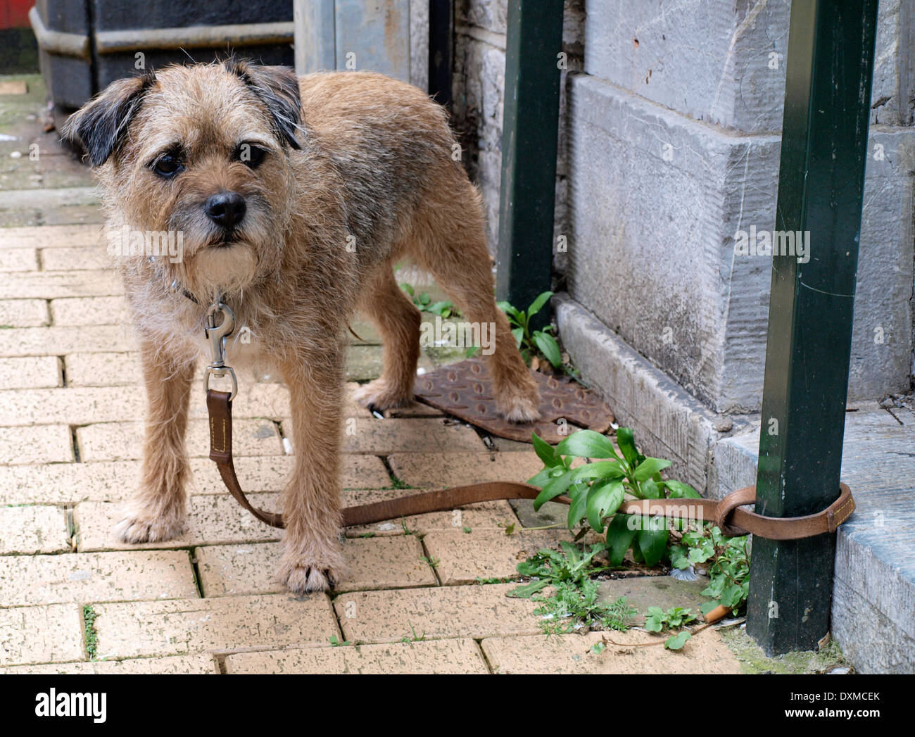 Wire haired terrier hi-res stock photography and images - Alamy