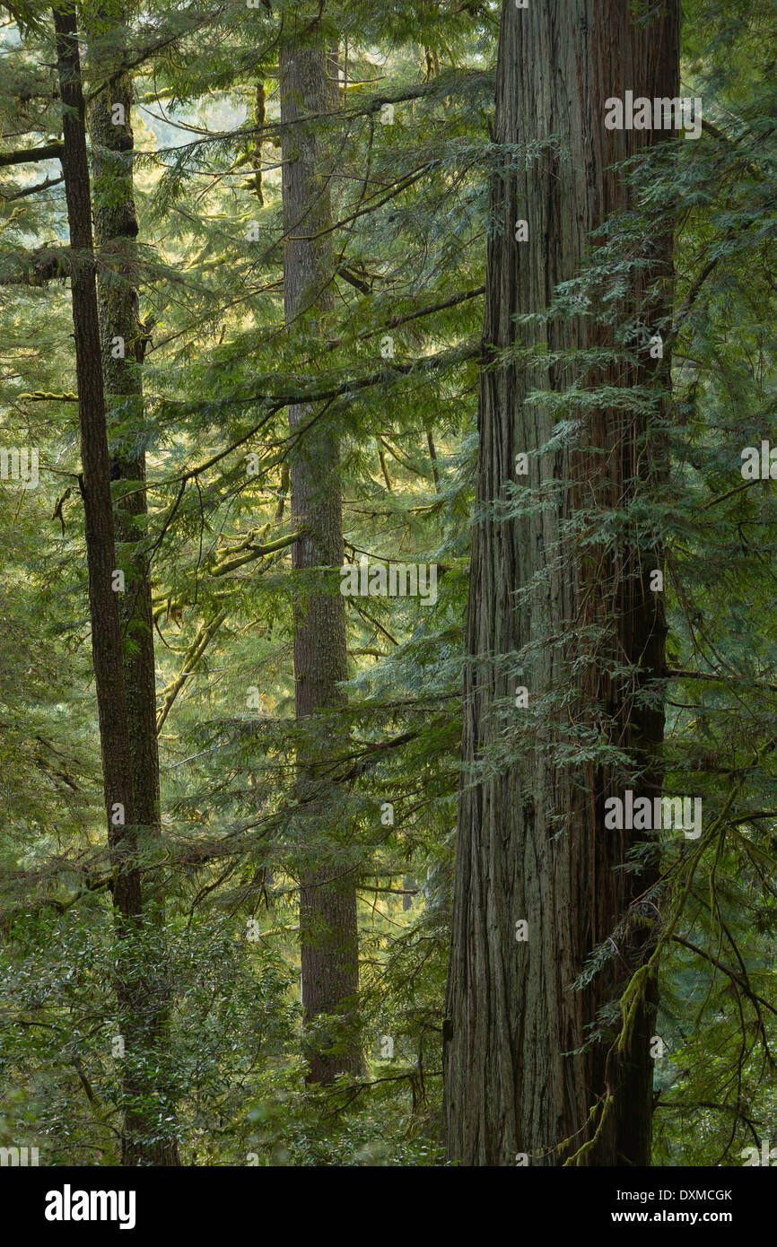 The northernmost redwoods in the U.S. are along the coast of southern, Oregon. Stock Photo