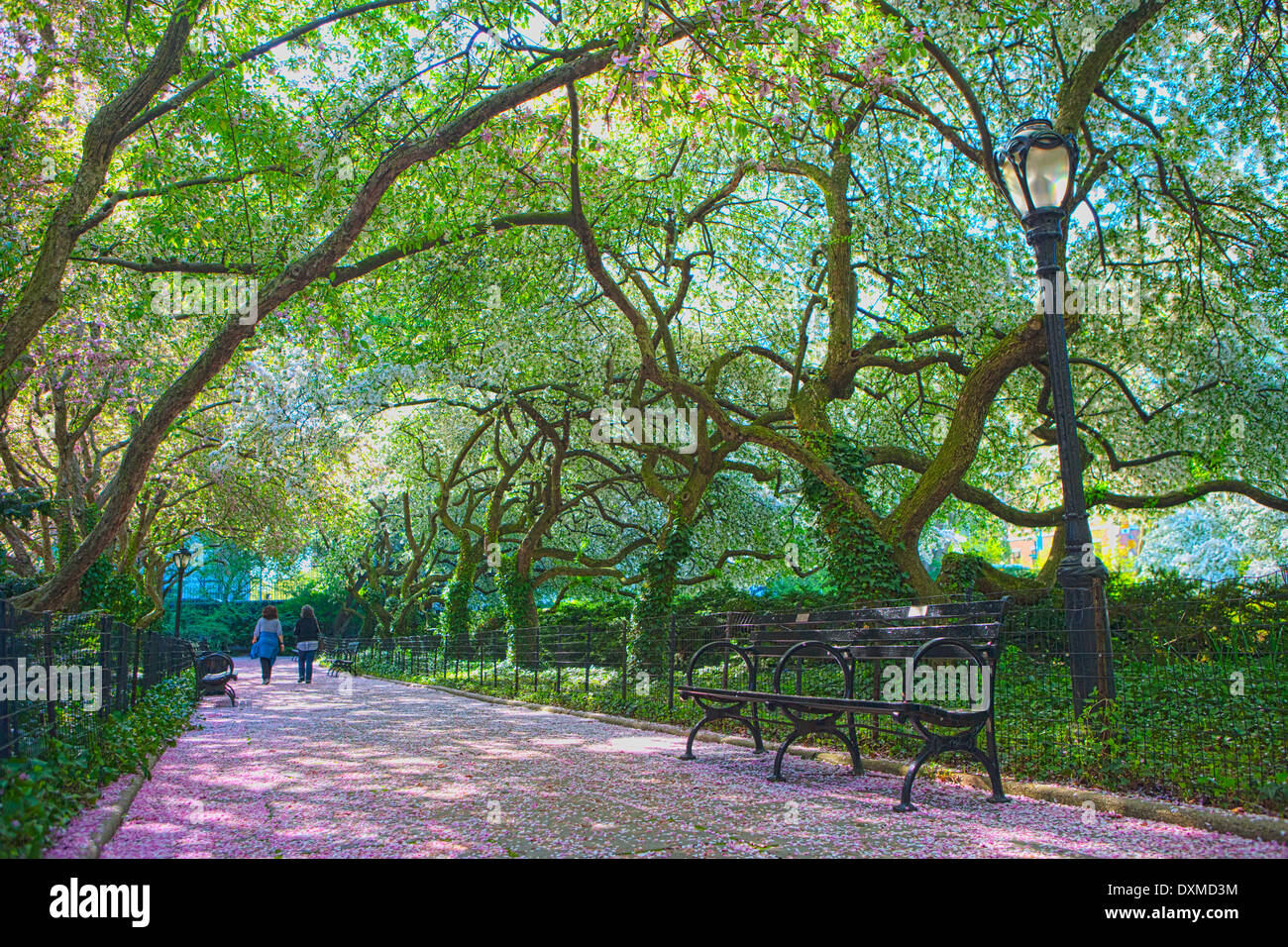 A Walk through Crabapple trees in blossom in the Central Park Conservatory, New York Stock Photo
