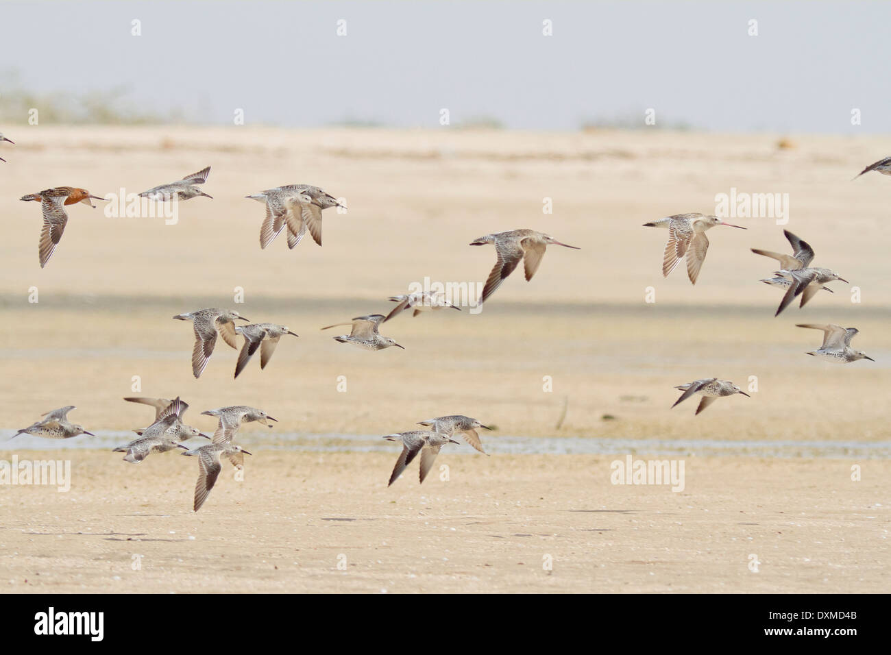 great knots (Calidris tenuirostris) with bar tailed godwits (Limosa lapponica) in flight Stock Photo