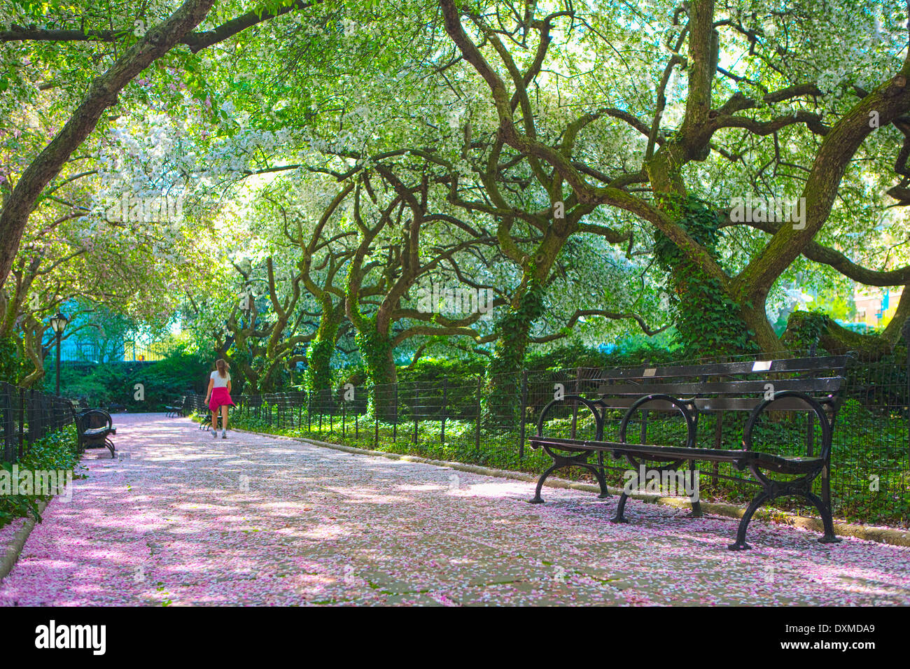 Early Morning walk through Crabapple trees in blossom in the Central Park Conservatory, New York Stock Photo