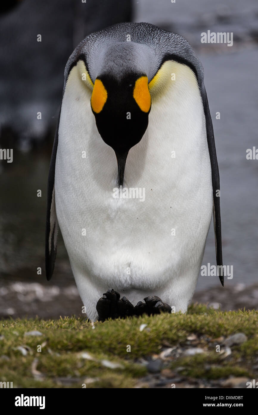 A King Penguin admires its feet Stock Photo