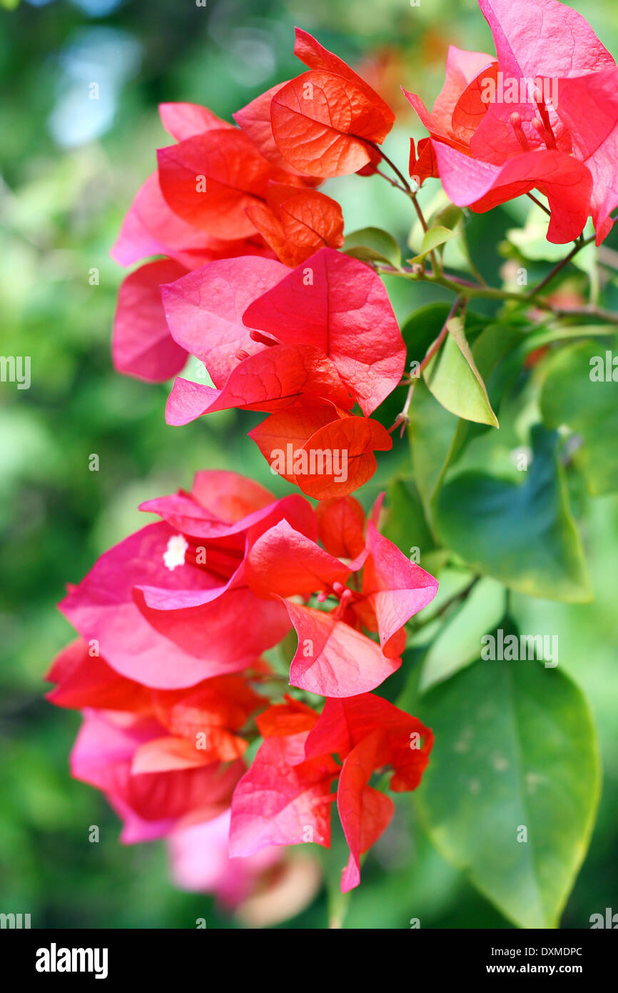 bright pink azalea flowers hang in front of a background of green palm trees and tropical shrubs. Stock Photo