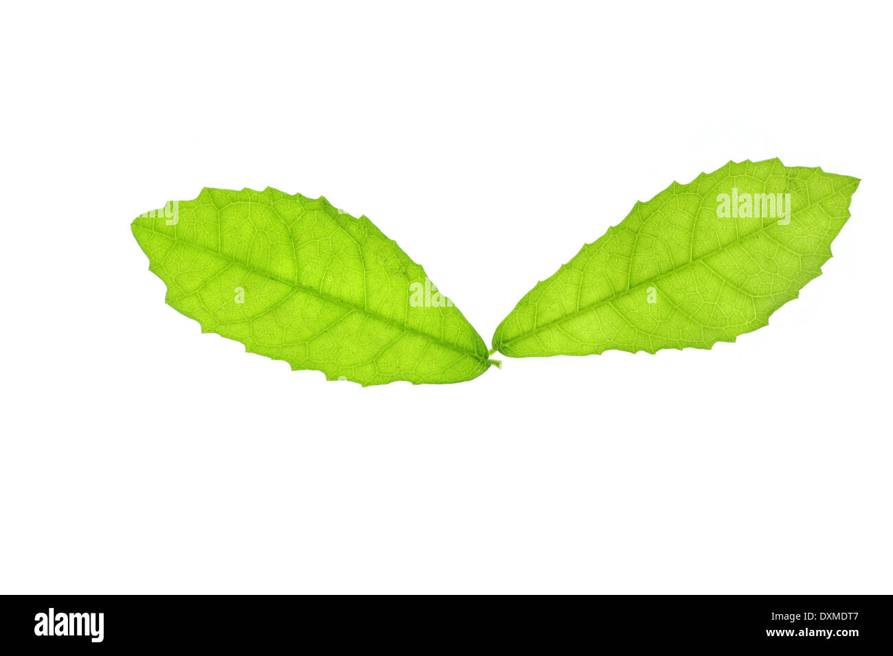Green leaves isolated on the white background. Stock Photo