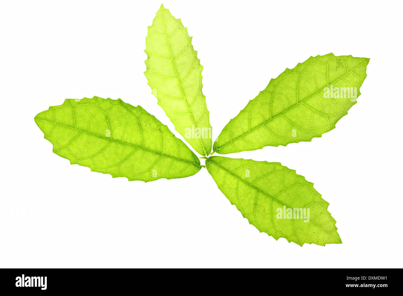 Green leaves isolated on the white background. Stock Photo