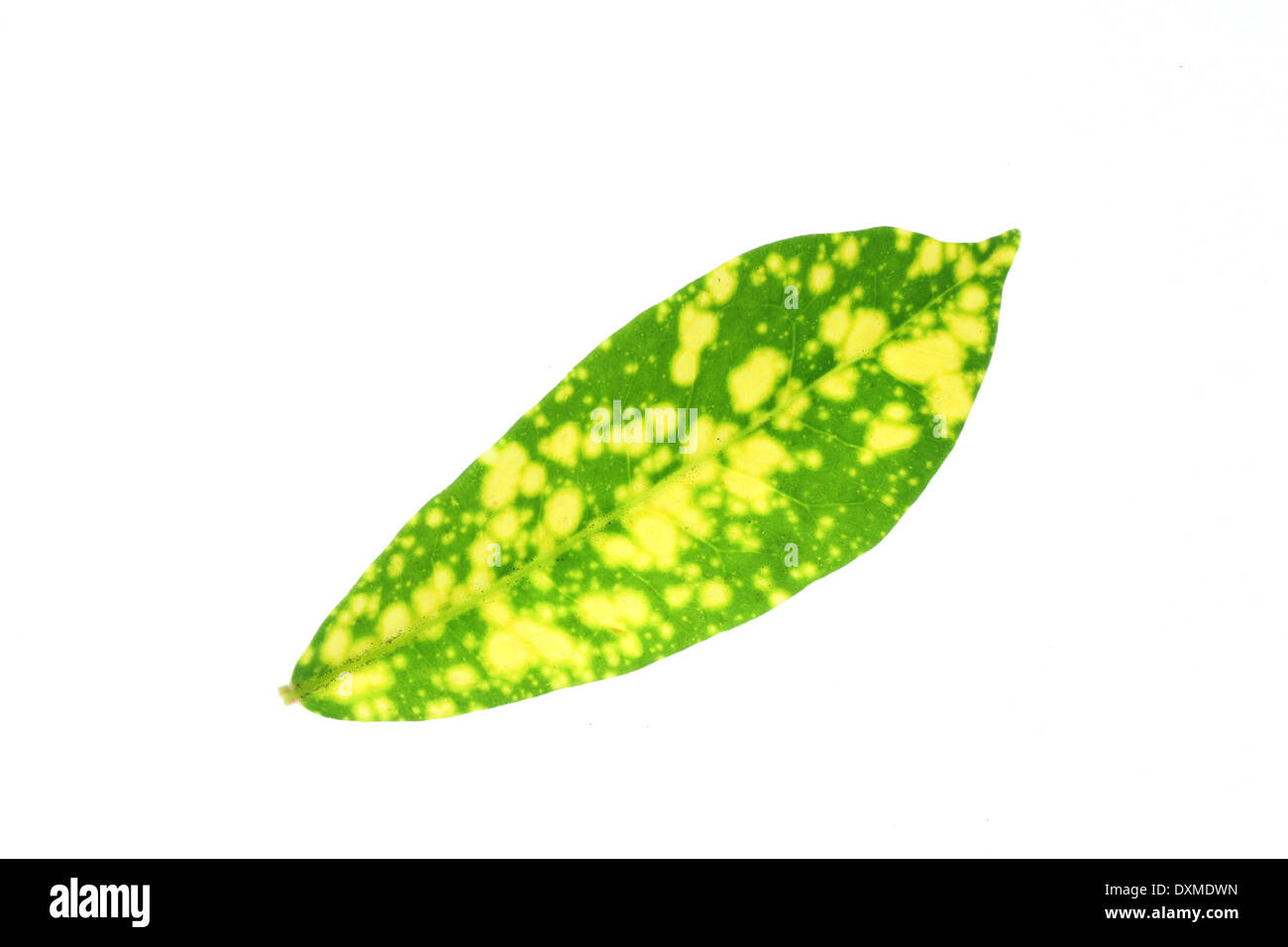 Green leaves yellow spot isolated on the white background Stock Photo