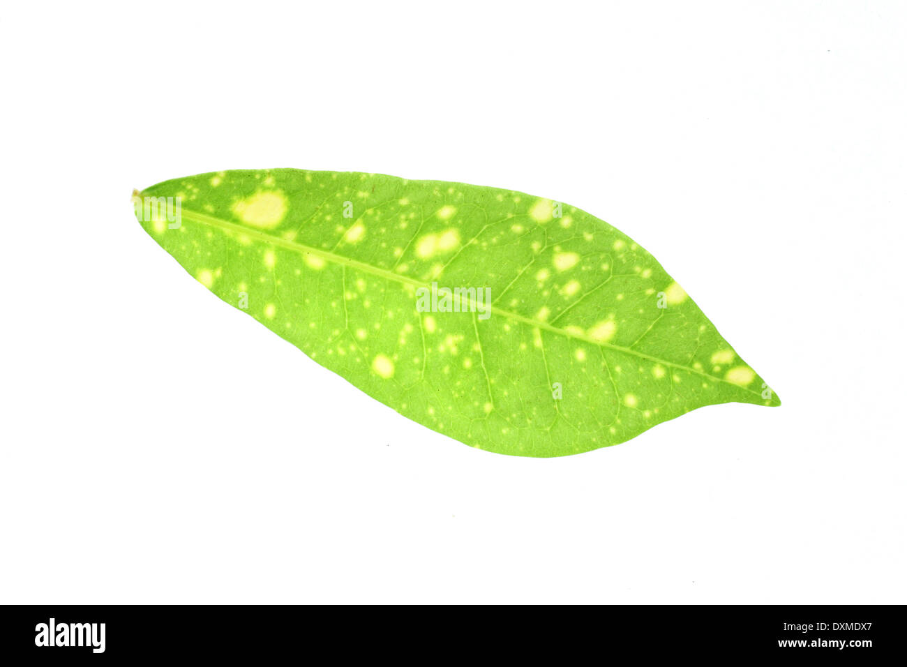 Green leaves yellow spot isolated on the white background Stock Photo