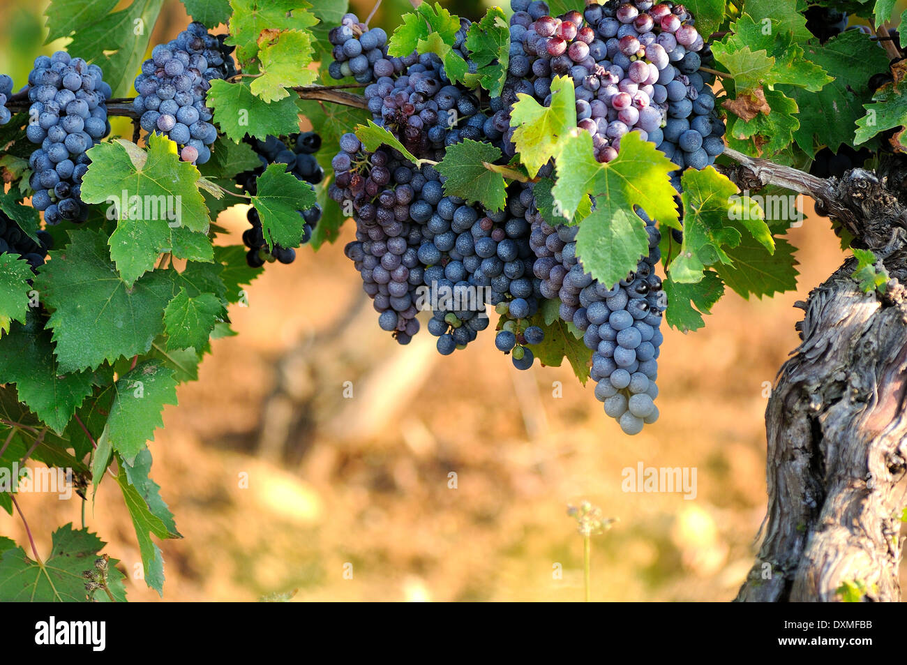 Grapes for italian red wine Stock Photo Alamy
