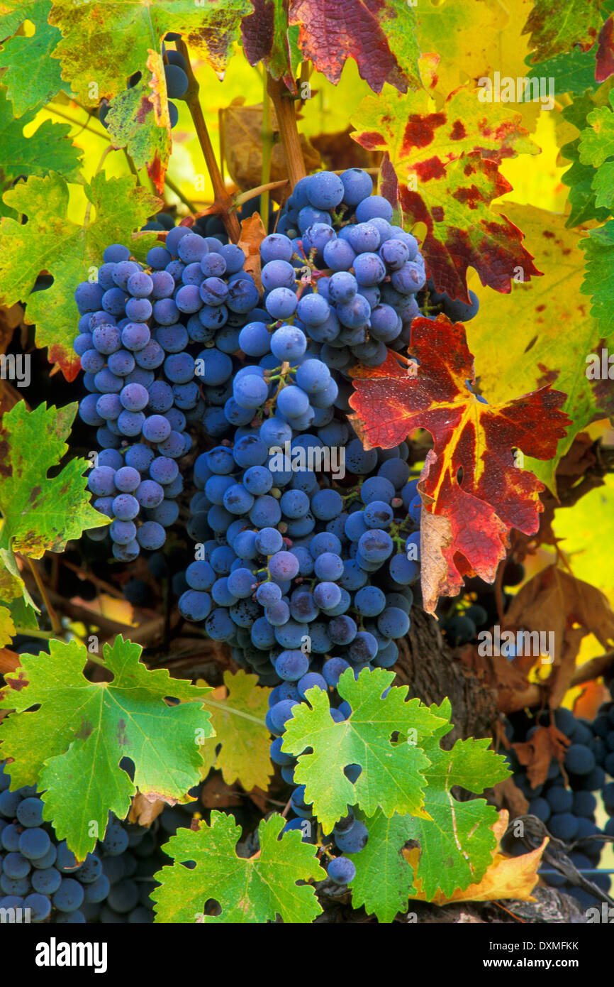 Cabernet Sauvignon grapes on vine; Valley View Winery, Applegate Valley, Oregon. Stock Photo