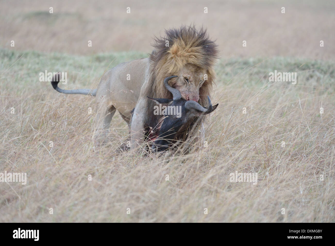 East African Lion - Masai Lion (Panthera leo nubica) male carrying a ...