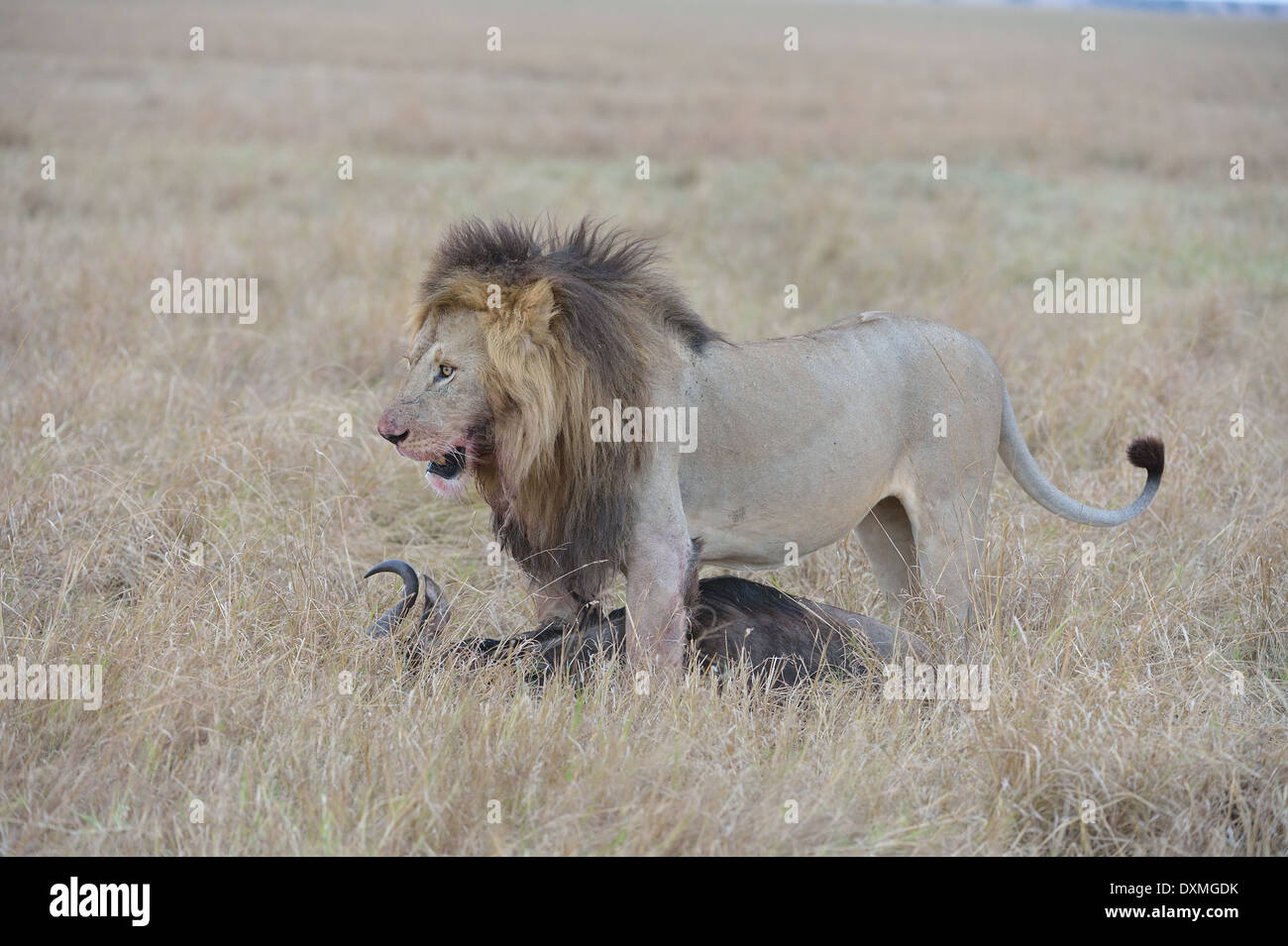 East African Lion - Masai Lion (Panthera leo nubica) male and a killed ...