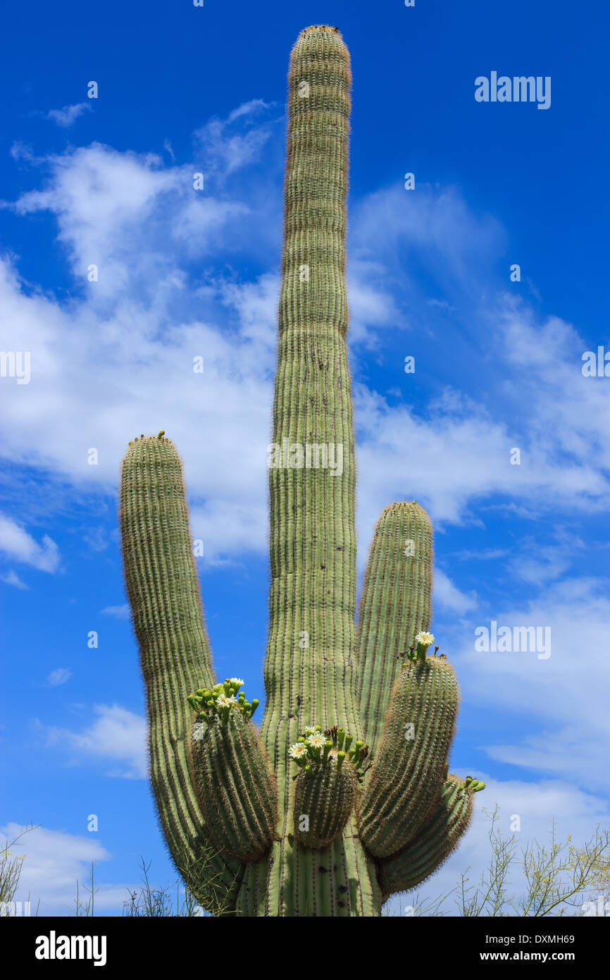 Cactus tree in Saguaro National Park, Arizona, USA Stock Photo