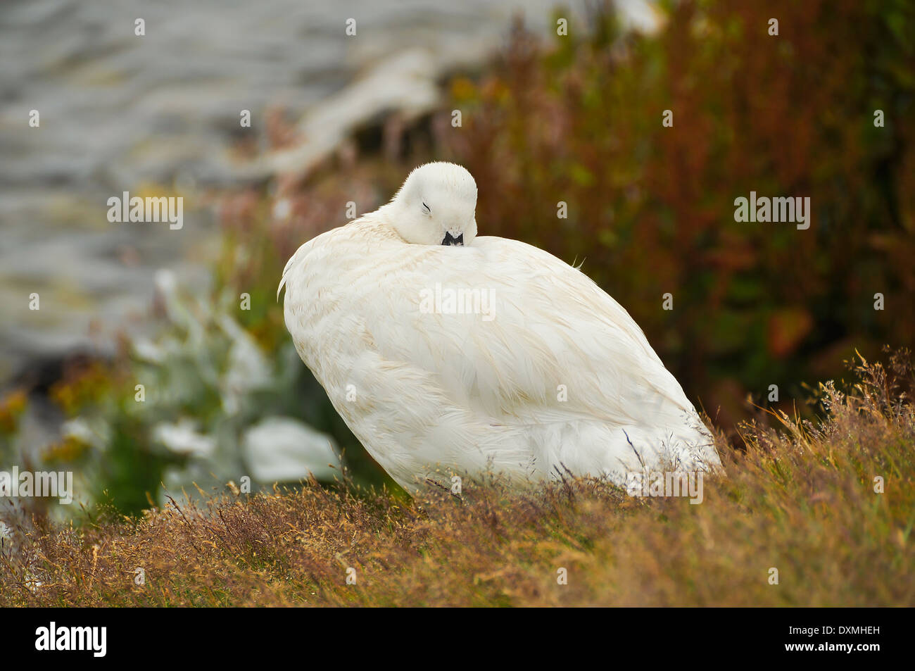Falkland Island Kelp Goose white male Stock Photo