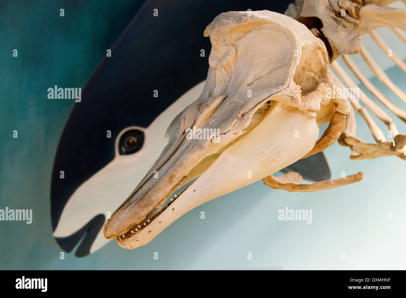 Spectacled dolphin skeleton, Phocoena dioptrica, Acatushún Museum, Estancia Harberton, Tierra del Fuego, Argentina. Stock Photo