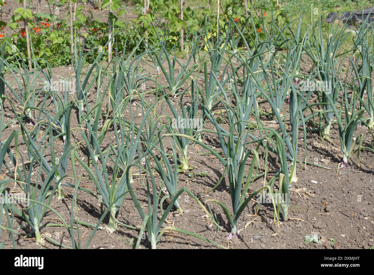 Onion sets hires stock photography and images Alamy