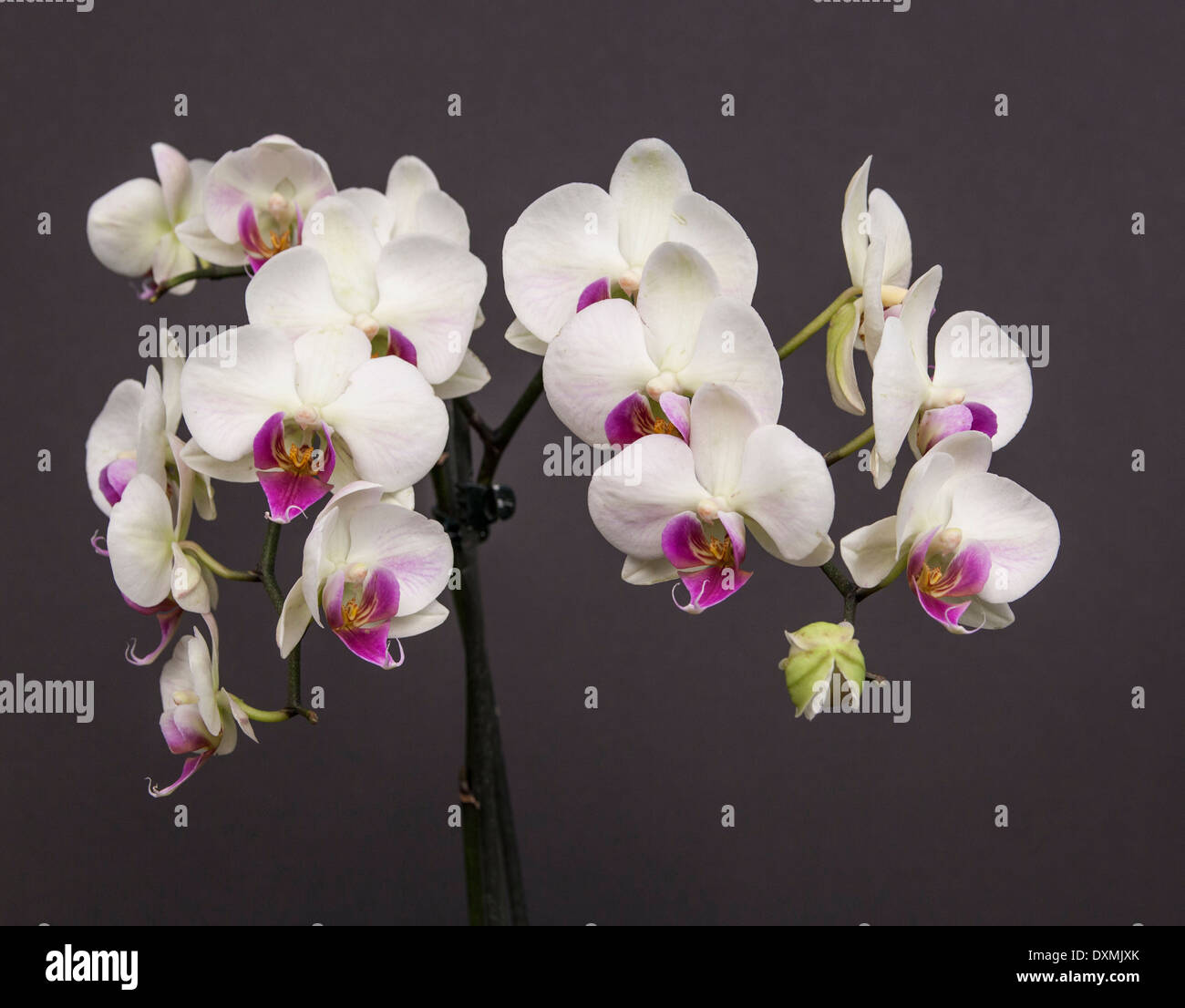 Orchid flowers Stock Photo
