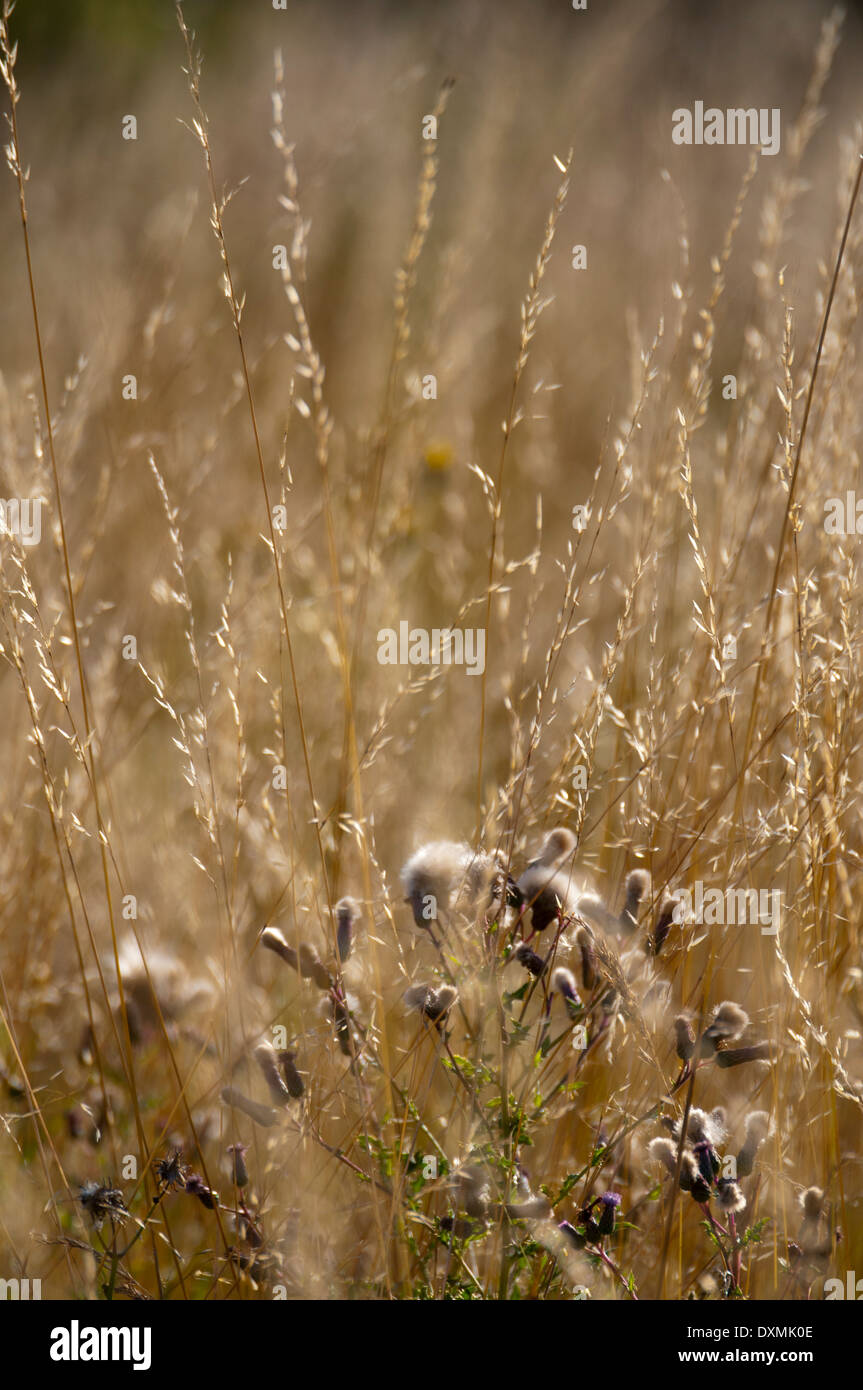 Golden wild grass Stock Photo