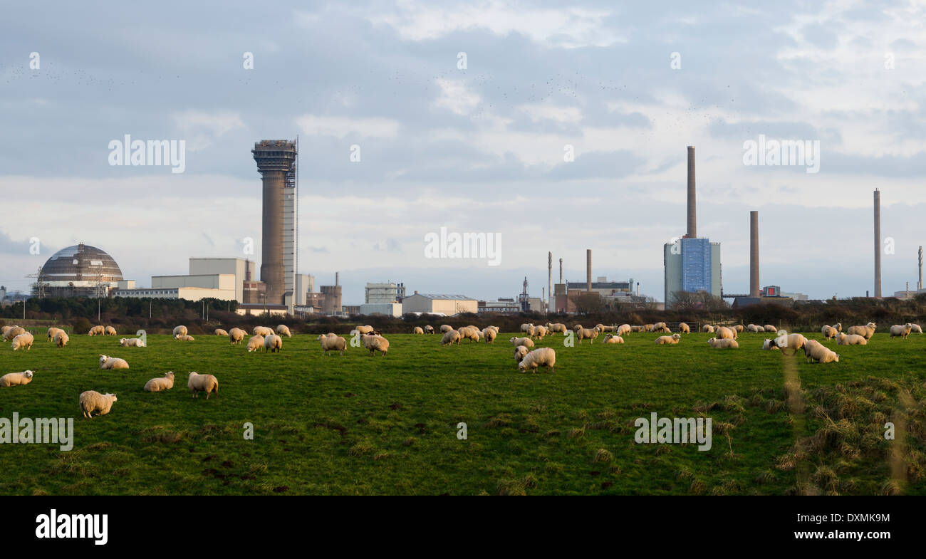 A panorama of Sellafield nuclear re-treatment plant. It is also a rural Cumbria landscape shot with sheep grazing in a field Stock Photo