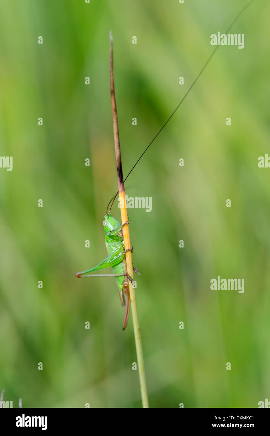 Long antenna cricket hires stock photography and images Alamy
