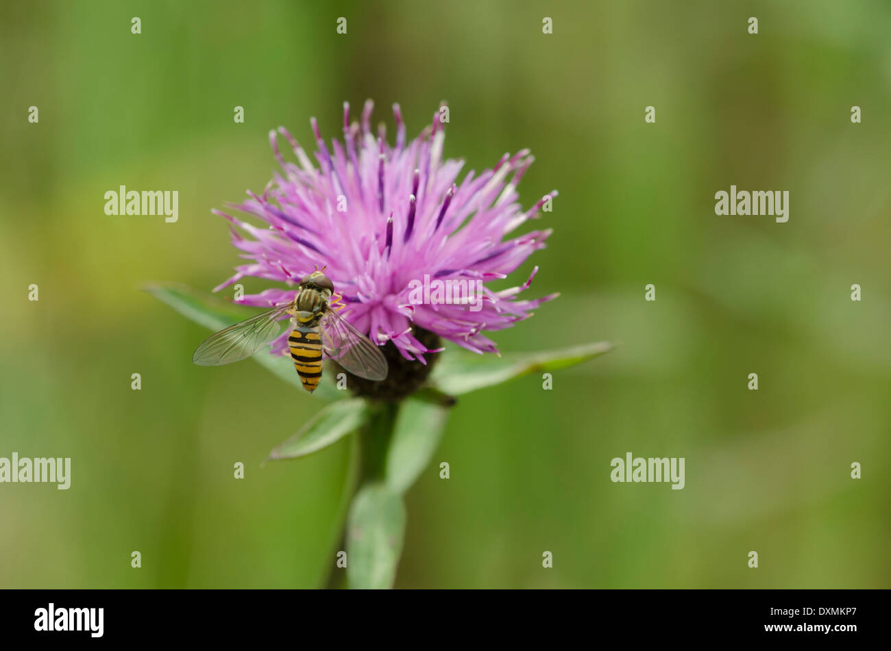 Wildflower meadow uk insects hi-res stock photography and images - Alamy