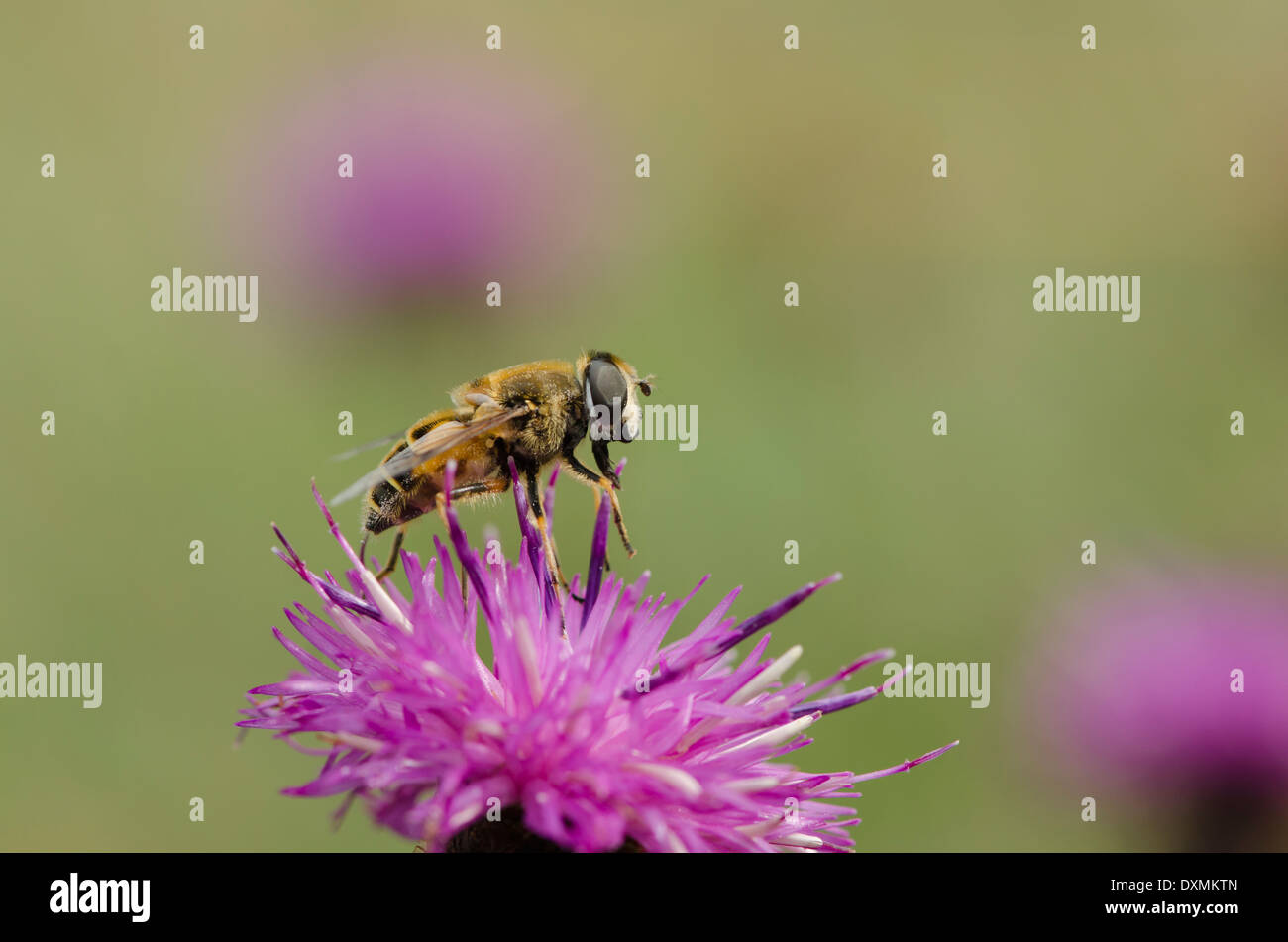 Wildflower meadow uk insects hi-res stock photography and images - Alamy
