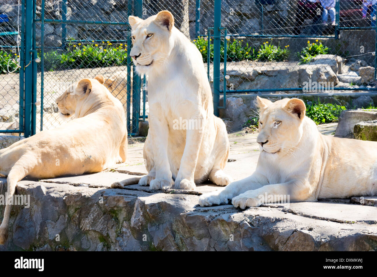 Three female of white lion locked in the zoo cage Stock Photo Alamy