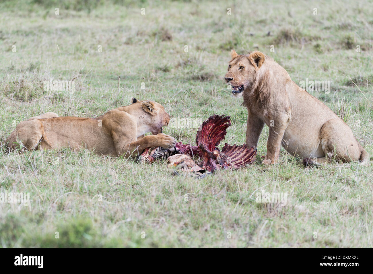 Lions, near a kill, Loewen fressen sich satt Stock Photo