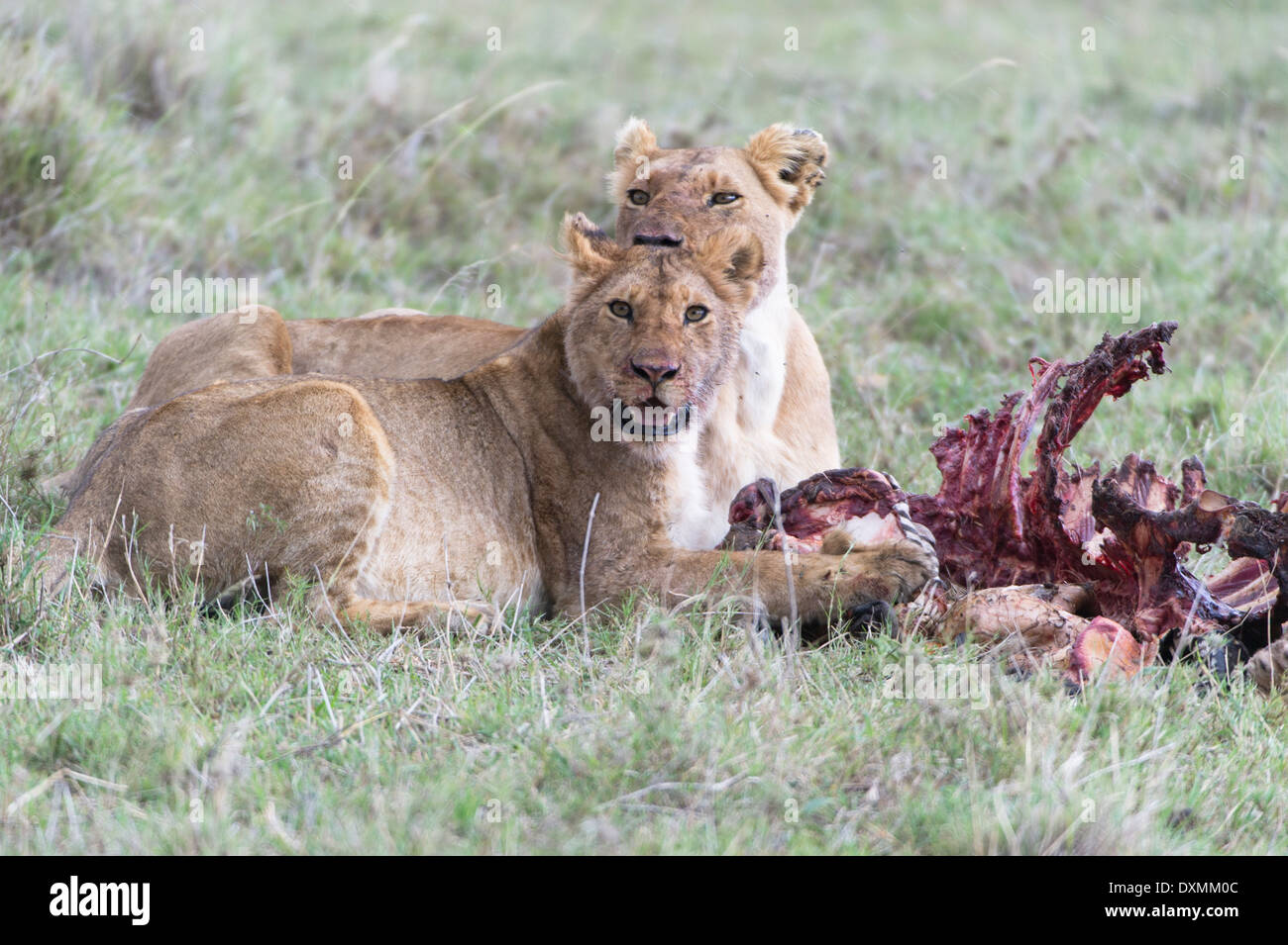 Lions, near a kill, Loewen fressen sich satt Stock Photo