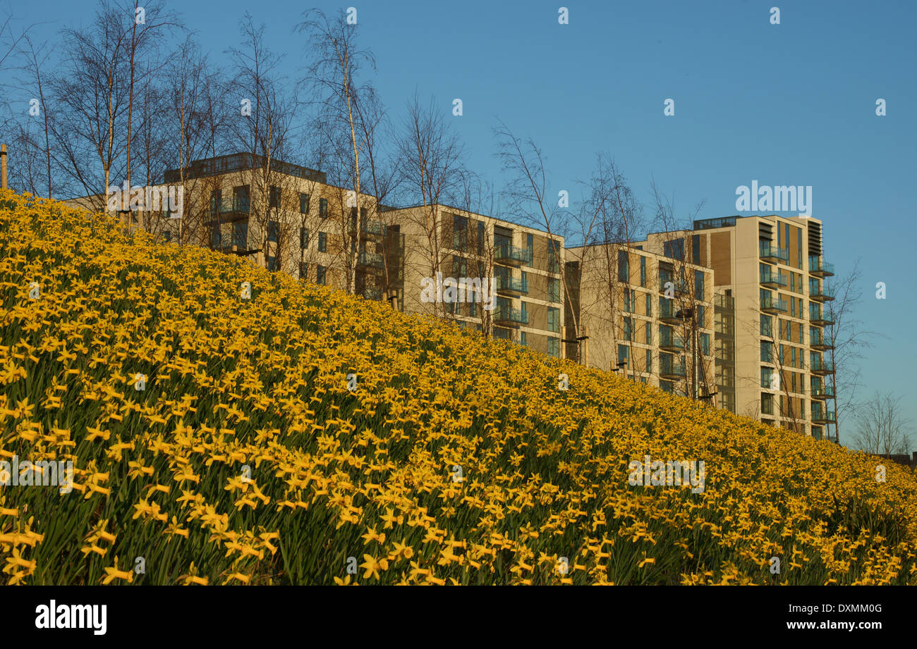 2012 Olympic Park flats. Olympic village for 2012 games Stock Photo Alamy