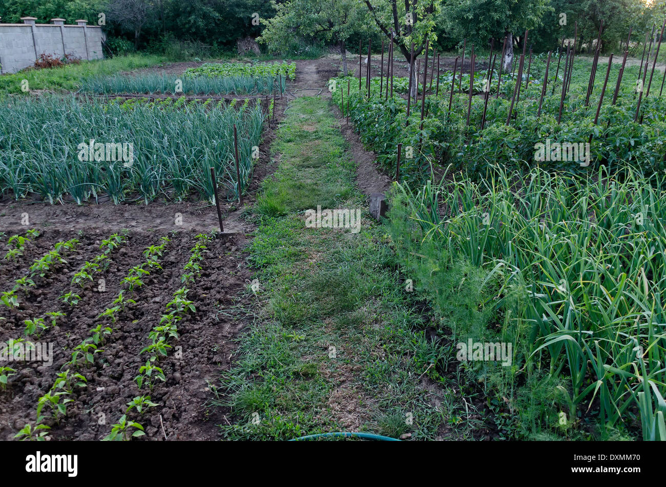 Beauty garden with cultivate of fresh vegetables Stock Photo