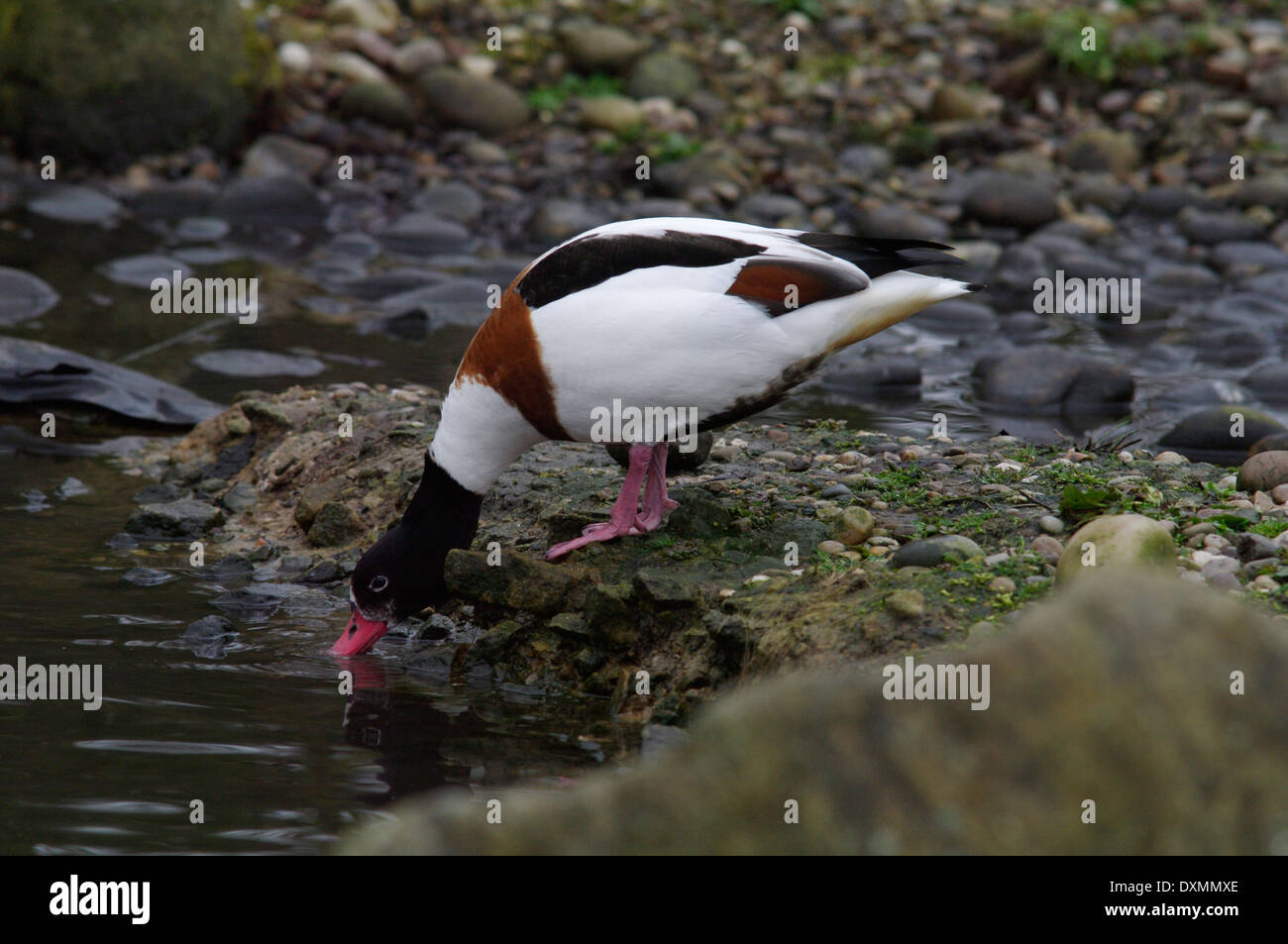 Common shelduck Tadorna tadorna Stock Photo Alamy