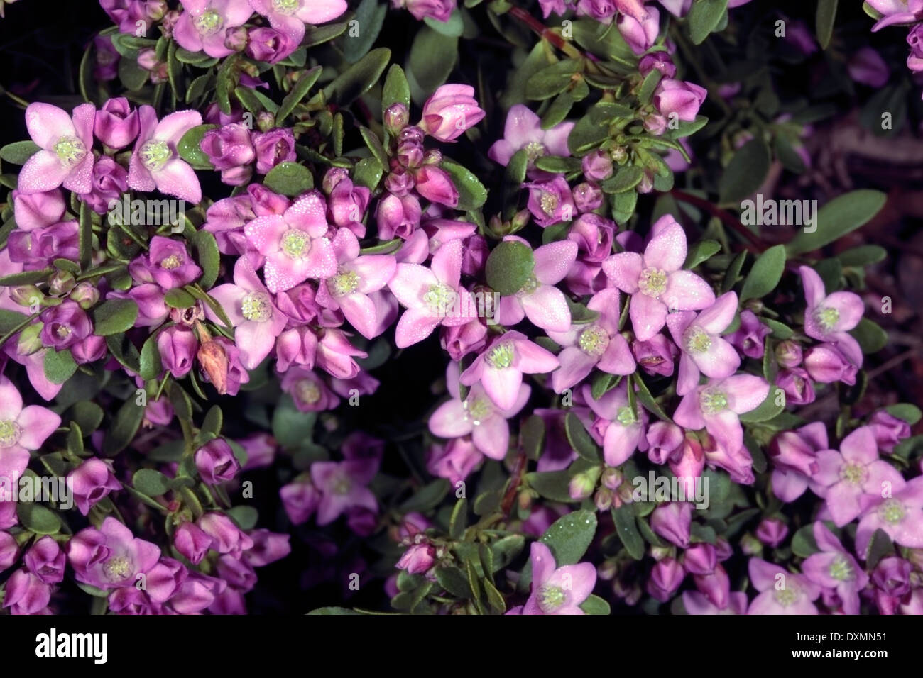 Close-up of flowers of Aniseed Boronia - Boronia crenulata- with morning dew- Family Rutaceae Stock Photo