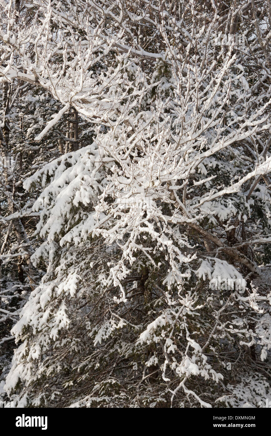 Tree branches covered with snow Stock Photo - Alamy
