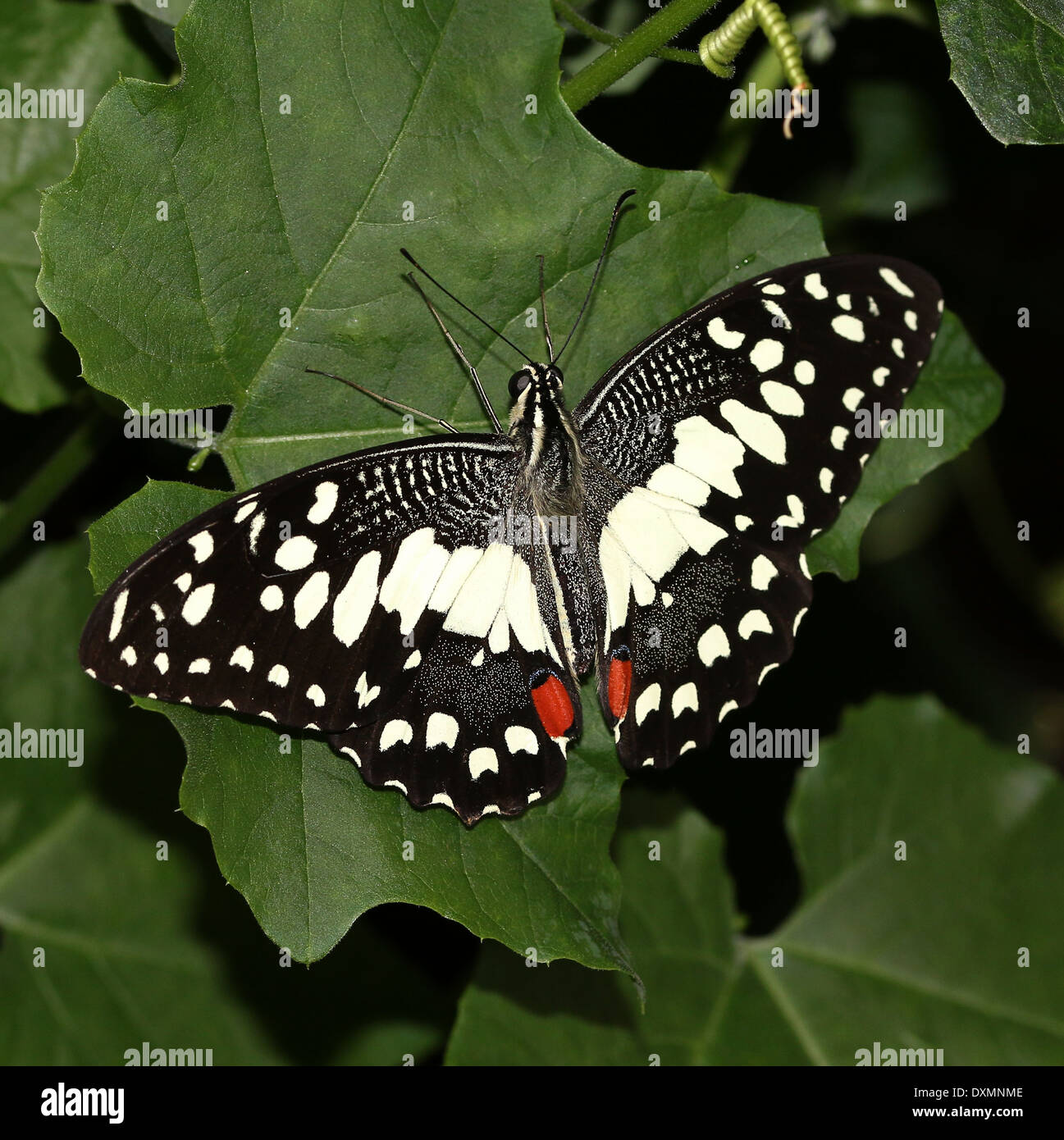Common Lime Butterfly (Papilio demoleus) a.k.a. Lemon Butterfly