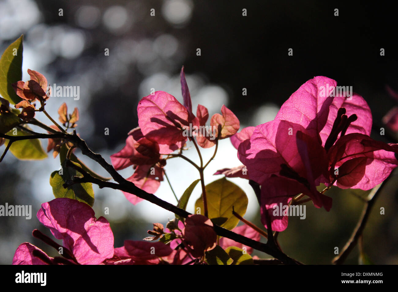 Pink flowers mexico hires stock photography and images Alamy
