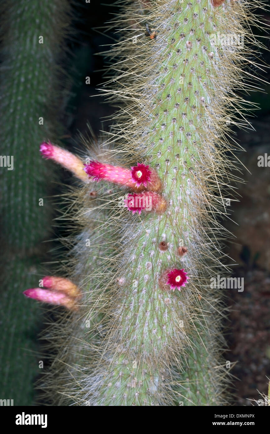 Close-up of flowers of cactus plant of the Borzicactus genus [synonym  Cleistocactus]- Family Cactaceae Stock Photo - Alamy