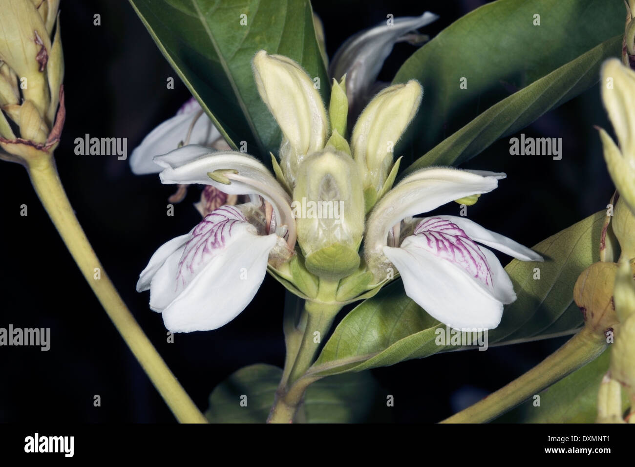 Close-up of Malabar Nut flowers - Adhatoda vasica [syn. Justica vasica] -Family Acanthaceae Stock Photo
