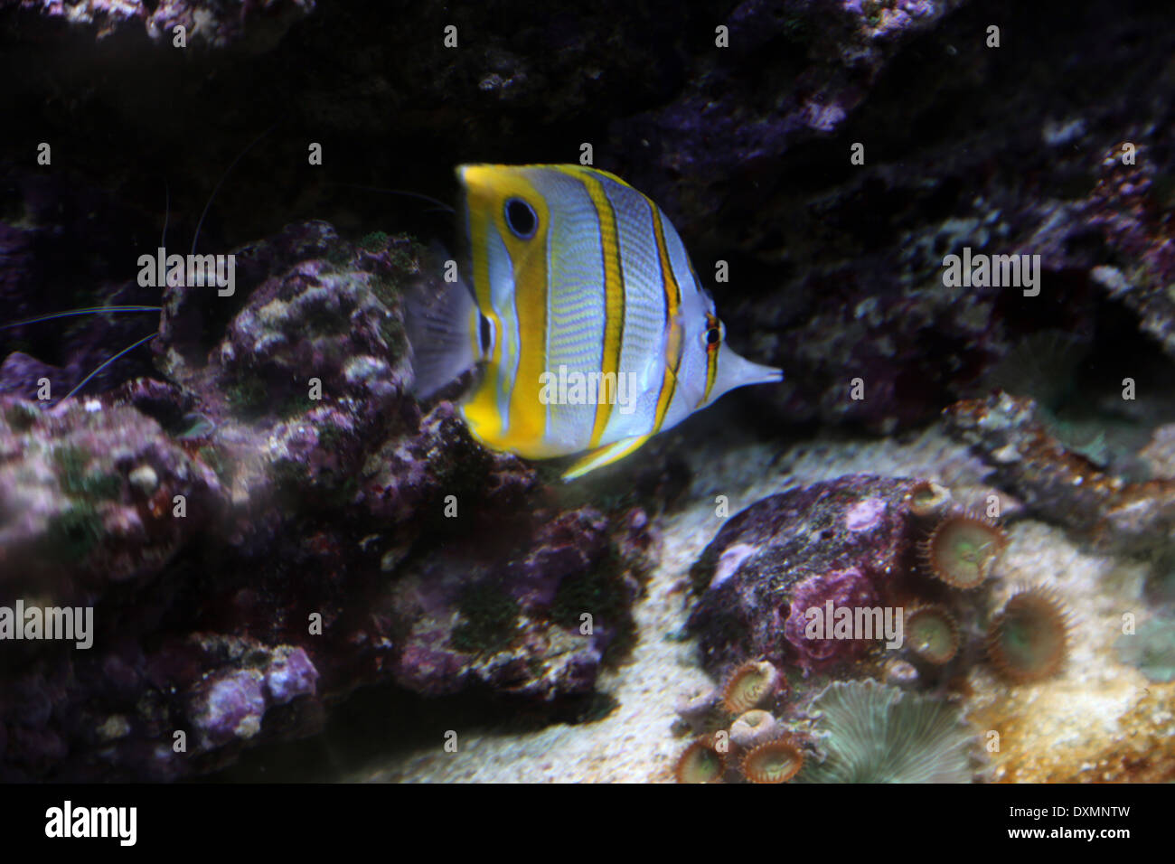 Copperband Butterflyfish (Chelmon rostratus) In Tropical Fish Tank Stock Photo