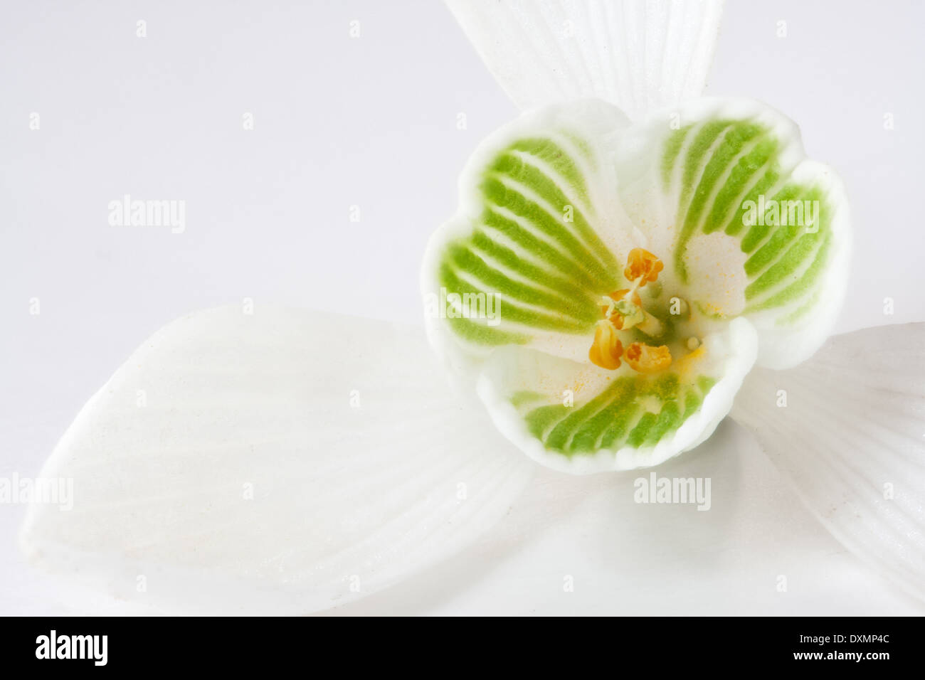 A close up picture of a snowdrop Stock Photo