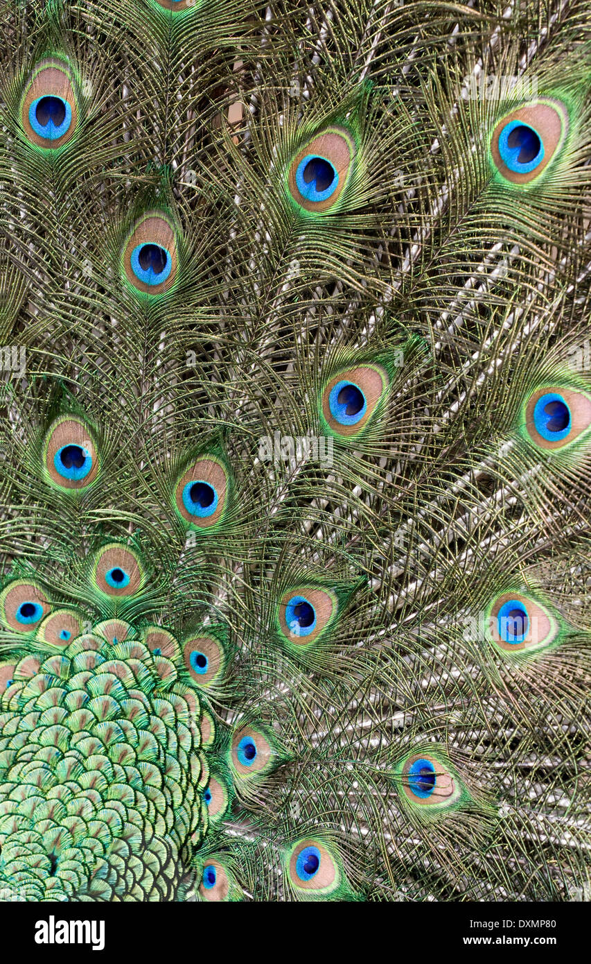 Peacock tail feathers Stock Photo