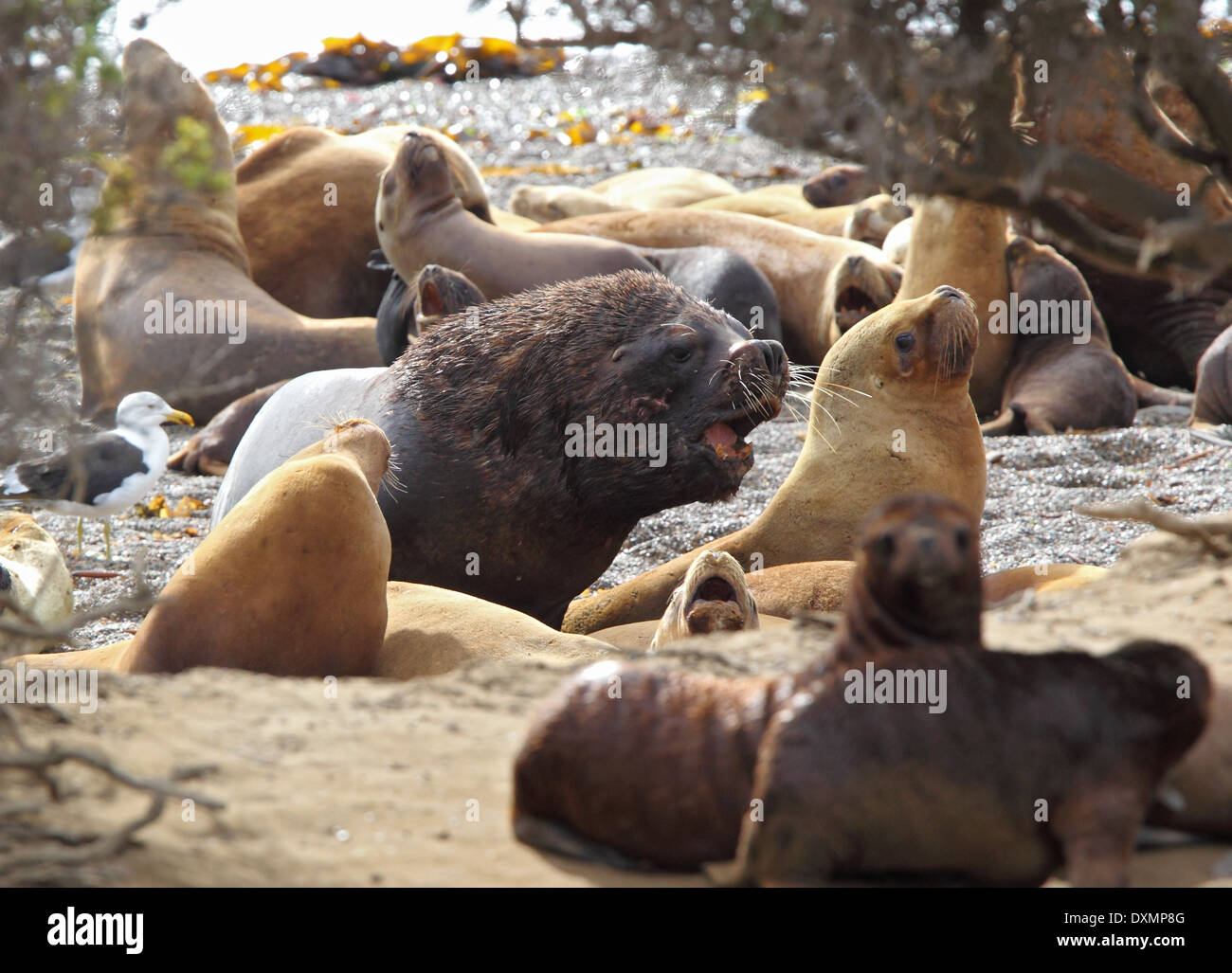 South American fur seal harem master bull with fur seal females and pups, Punta Norte, Peninsula Valdez, Patagonia, Argentina Stock Photo