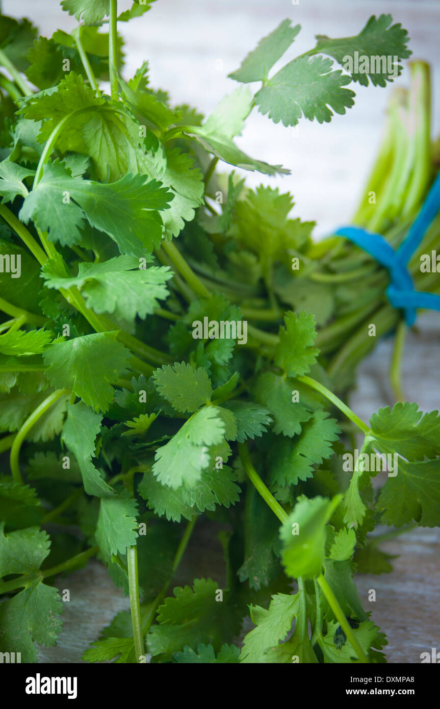 A Bunch of Just Picked Fresh Cilantro Stock Photo Alamy