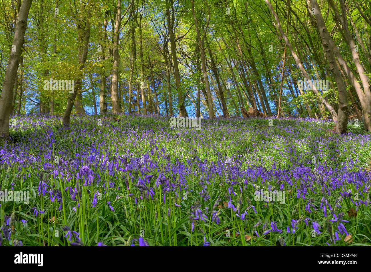 An English Bluebell Wood Stock Photo