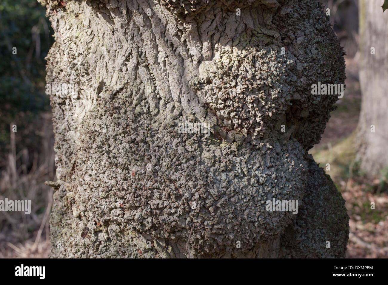 Common, Pedunculate or English Oak (Quercus robur). Trunk of a mature tree. Showing abnormal, textured bark towards the base. Stock Photo