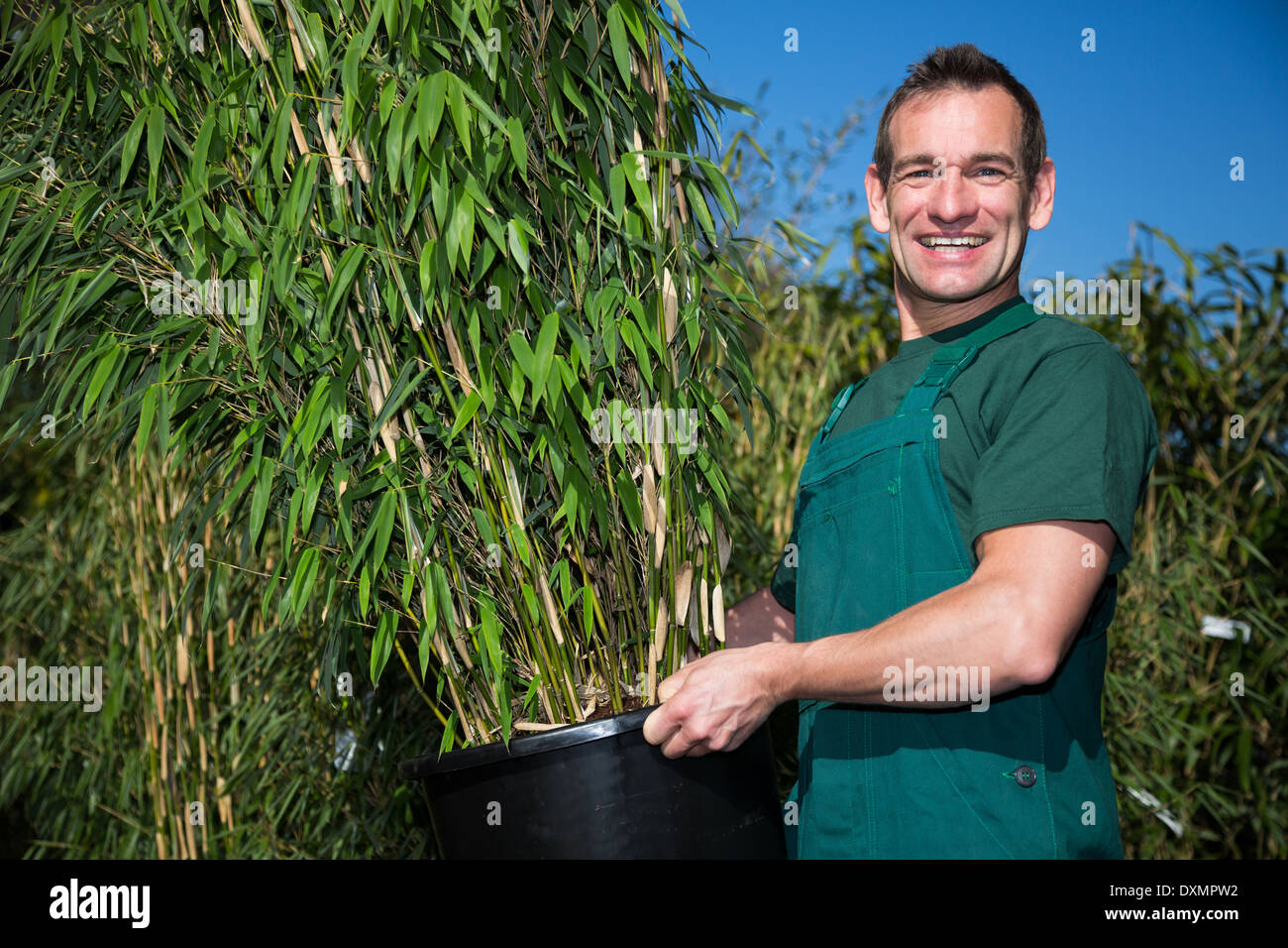 Gardener posing with potted bamboo plant in nursery Stock Photo Alamy