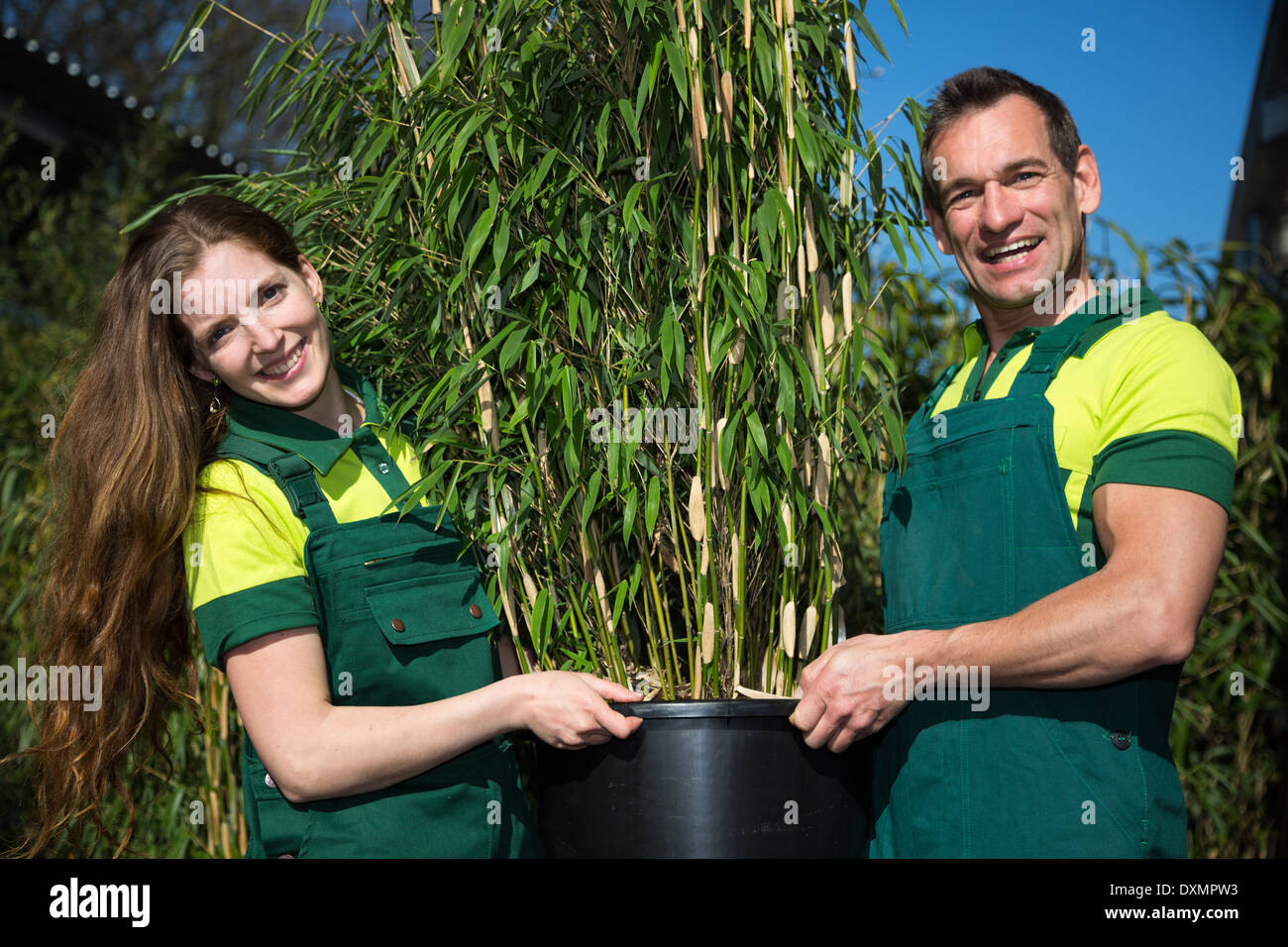 Gardeners posing with potted bamboo plant in nursery Stock Photo - Alamy