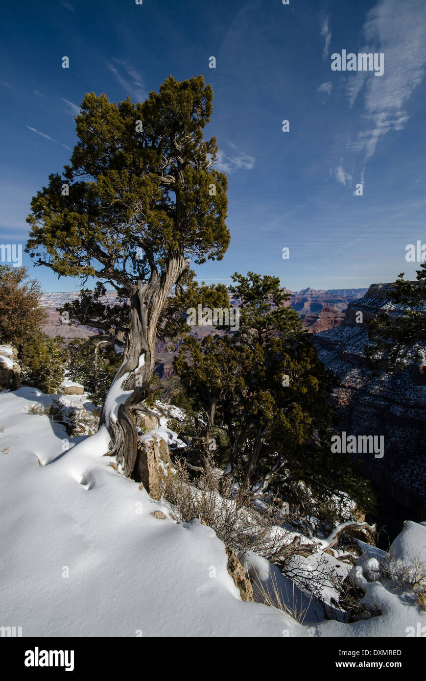 Juniper tree arizona hires stock photography and images Alamy