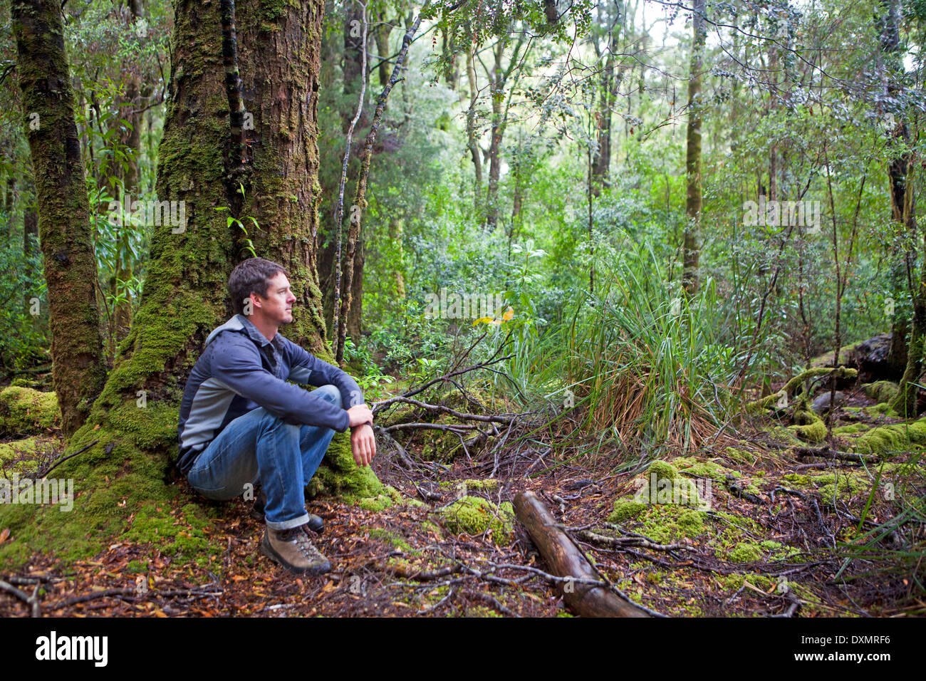 Rest stop inside the Tarkine rainforest Stock Photo