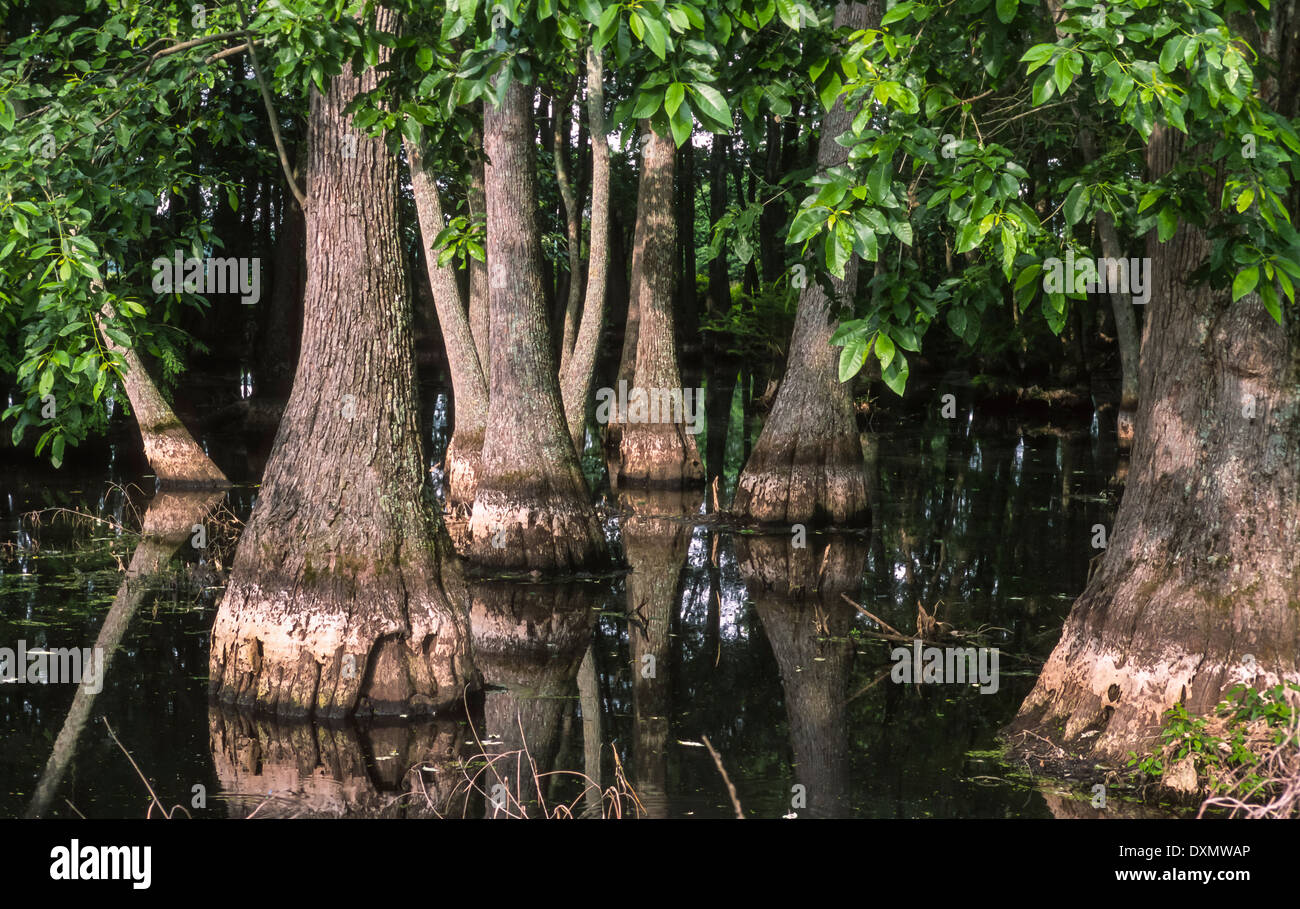 GREENWOOD, MISSISSIPPI, USA Cypress tree swamp near Greenwood Stock
