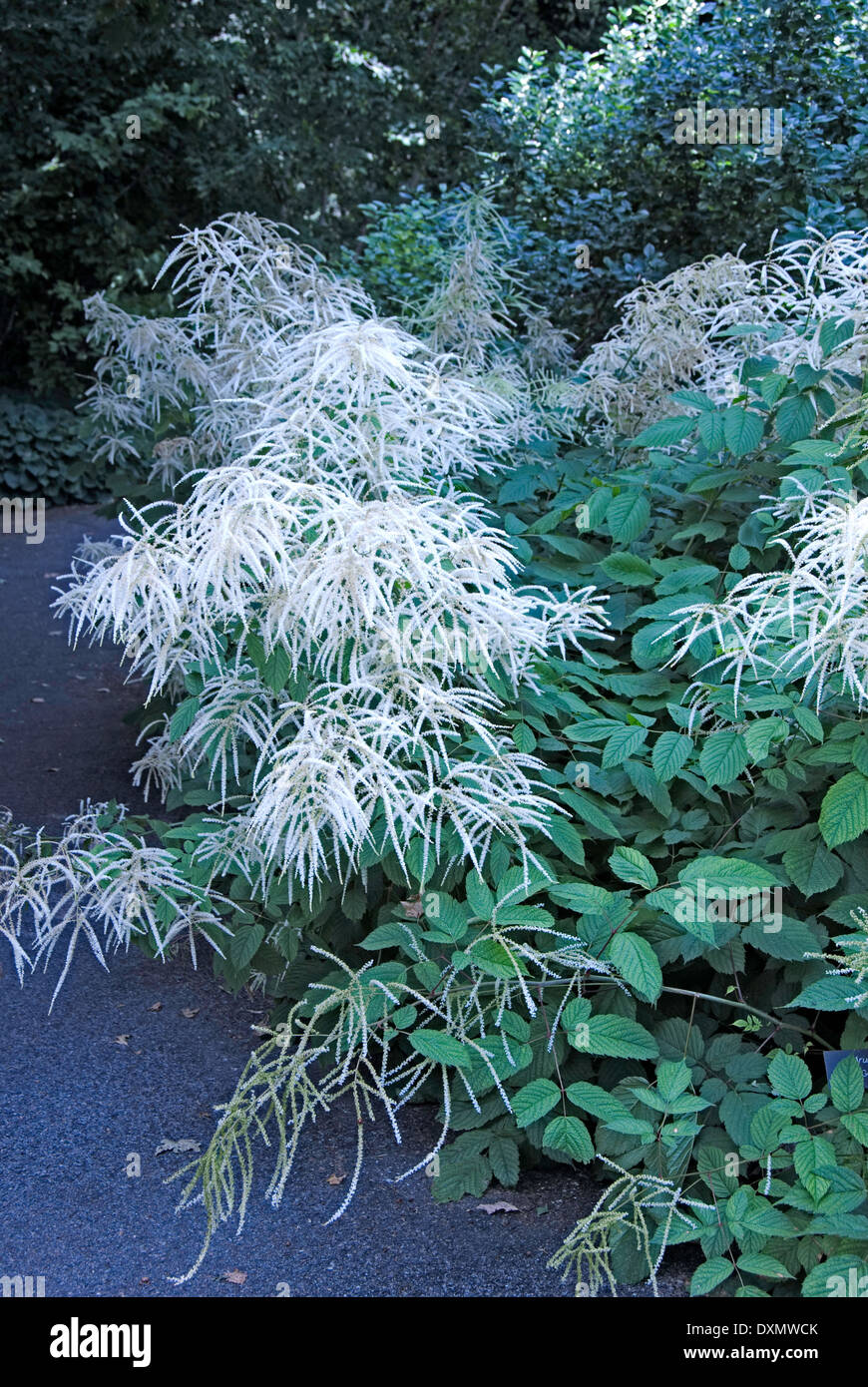 Aruncus  Goatsbeard Stock Photo